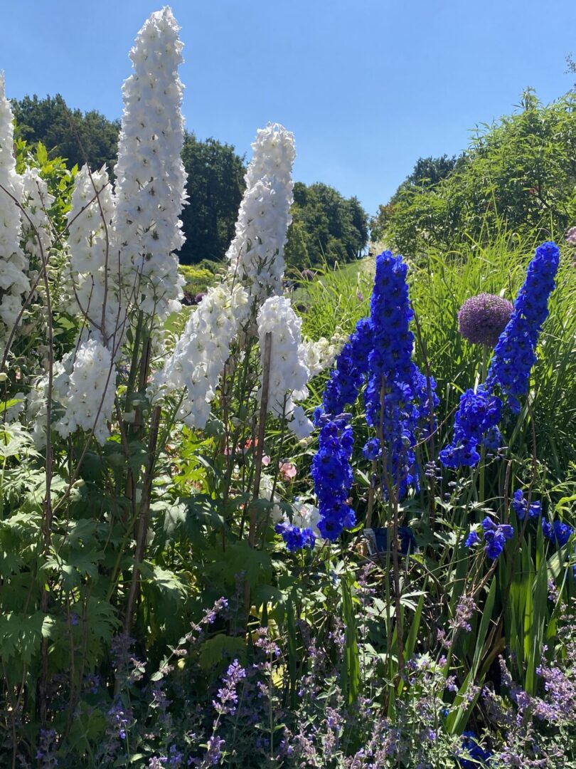 bright colourful planting