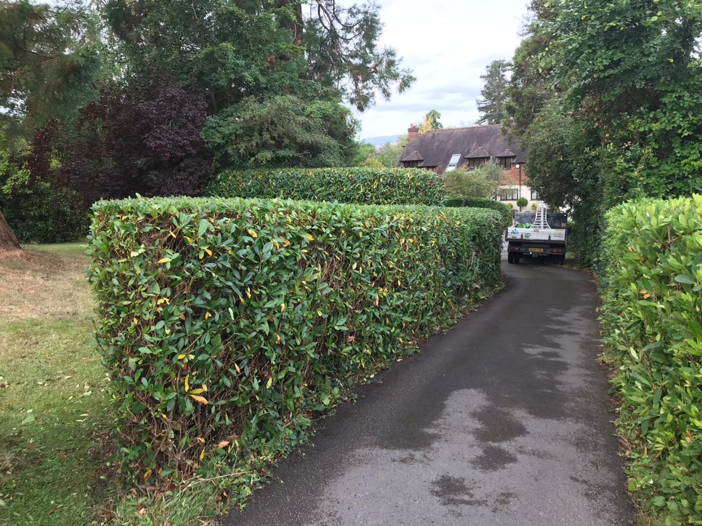 hedge trimming Dorking