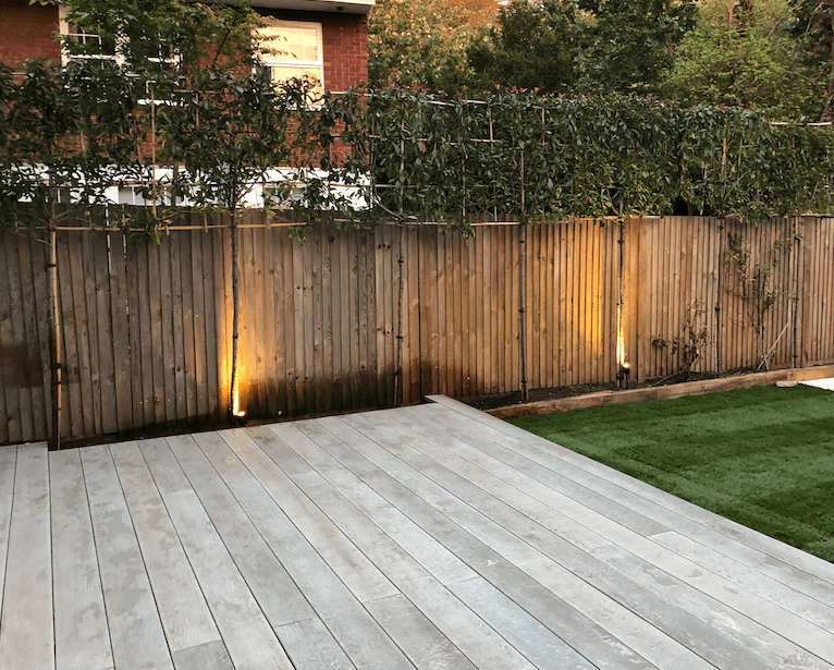 Pleached Trees Surrey