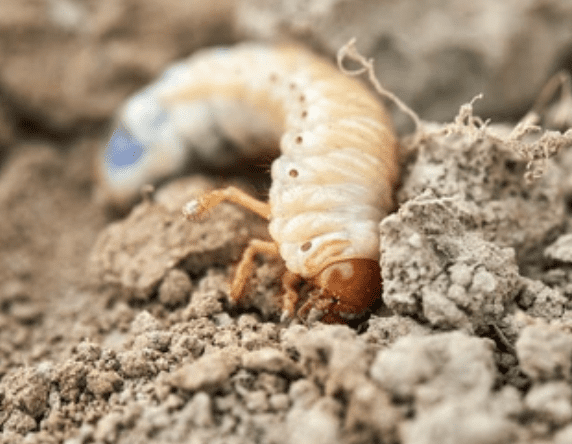 Chafer Grubs Chafer Grubs