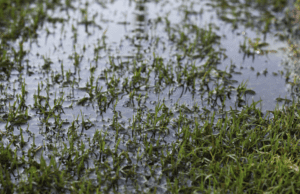 Flooded lawn