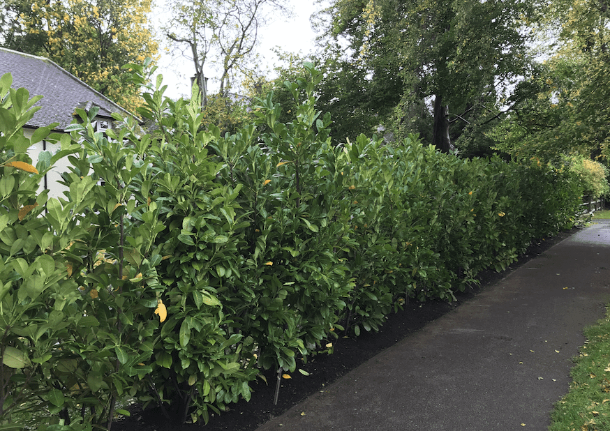 hedge-planting-reigate