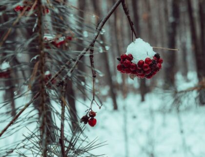 Winter scene