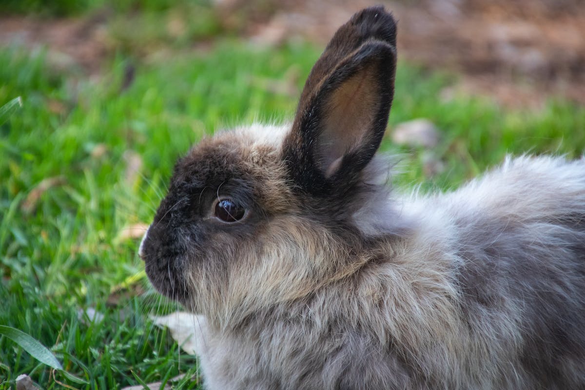 Rabbit in the garden