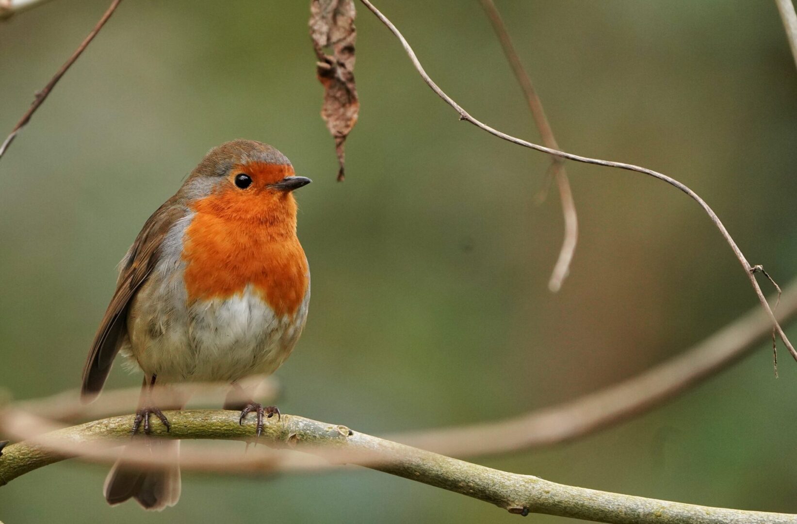 robin on branch